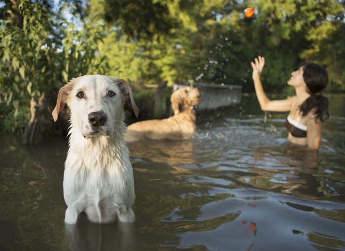 A woman swimming with two dogs in a lake