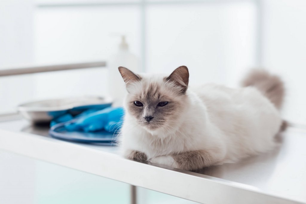 chat blanc couché sur une table d'opération chez le vétérinaire