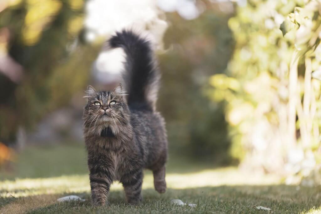 chat tigré gris se promenant dans son territoire avec un GPS Tractive au cou