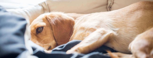chien beige couché dans son panier l'air malade