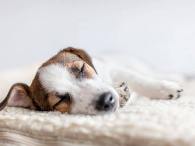petit chien qui dort sur un lit