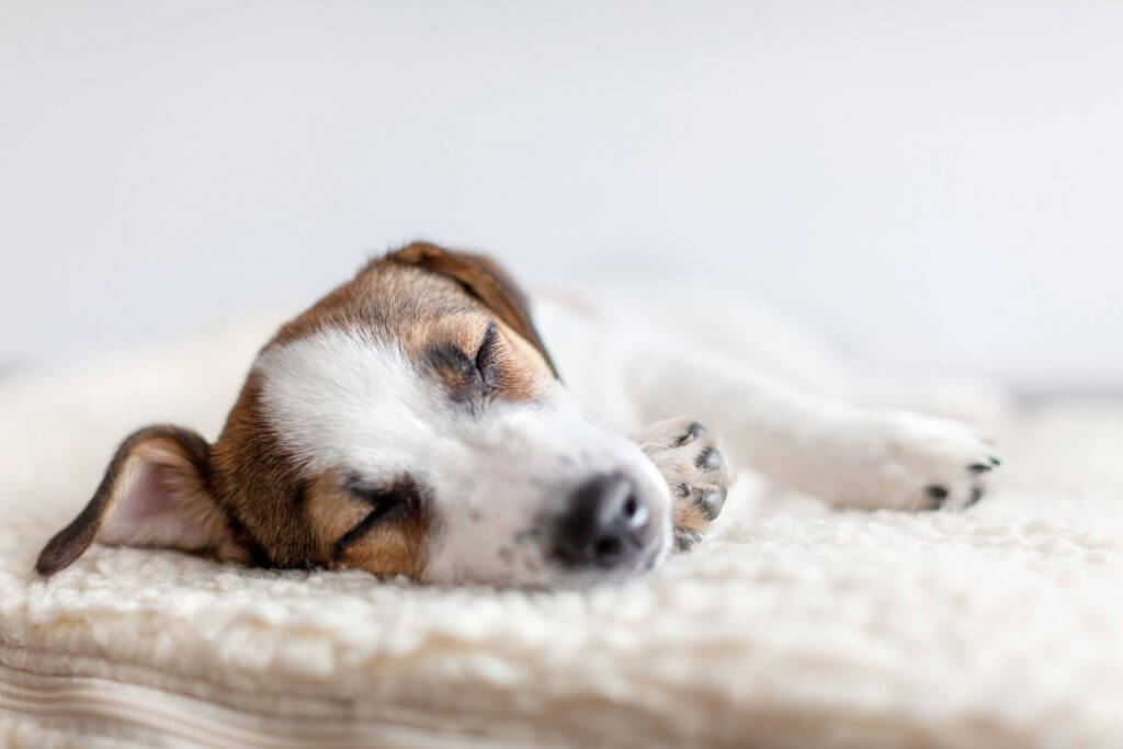 chien blanc et brun dormant sur une couverture blanche