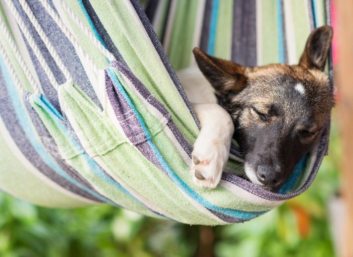 En hund som sover i en fargerik hengekøye utendørs