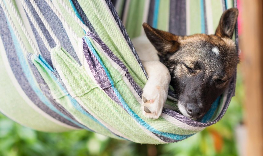 En hund som sover i en fargerik hengekøye utendørs