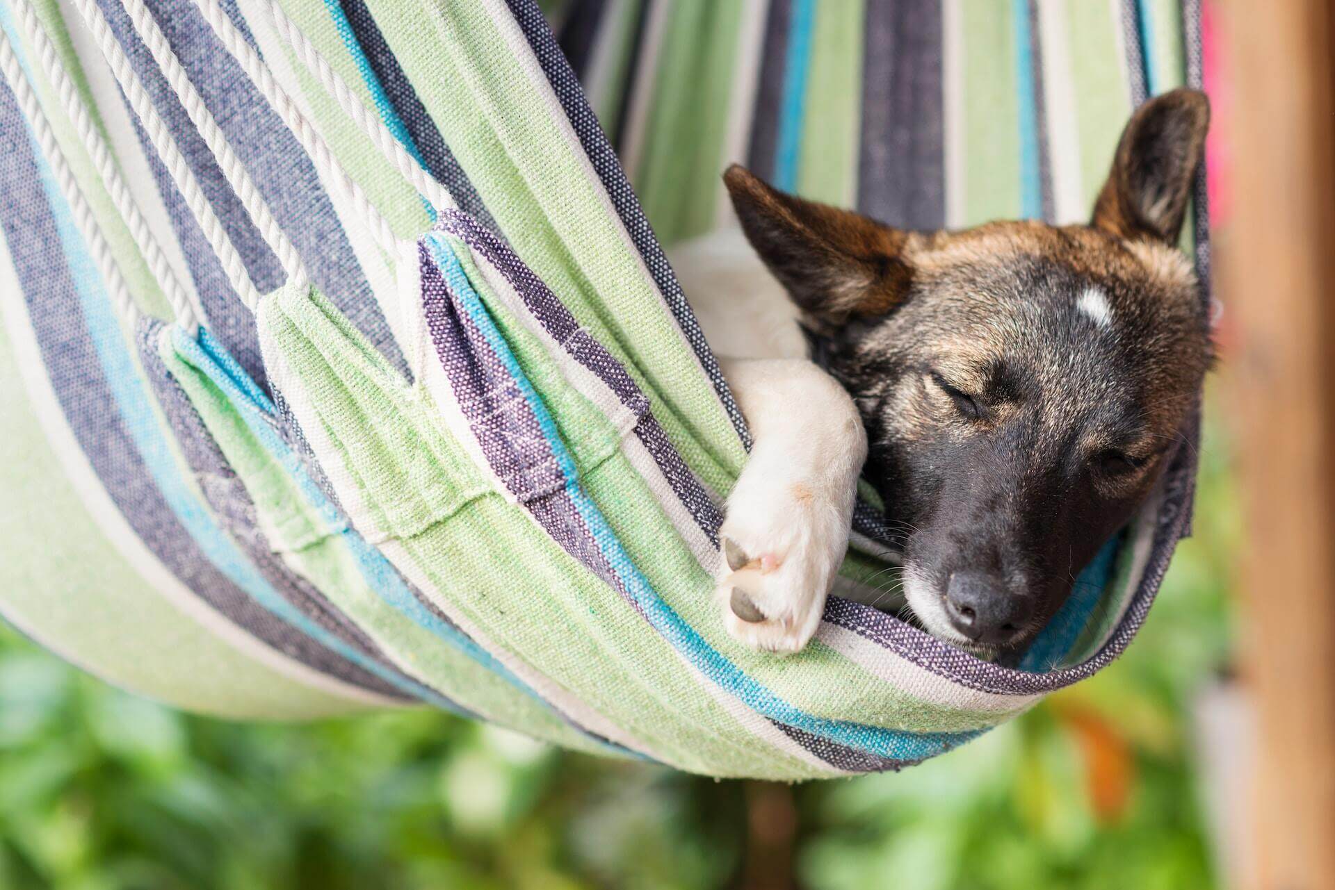 A dog sleeping in a hammock outdoors