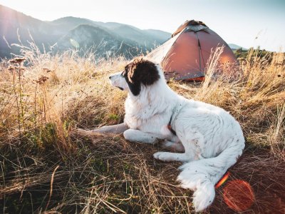 white dog sitting looking out over campsite outdoors with tent
