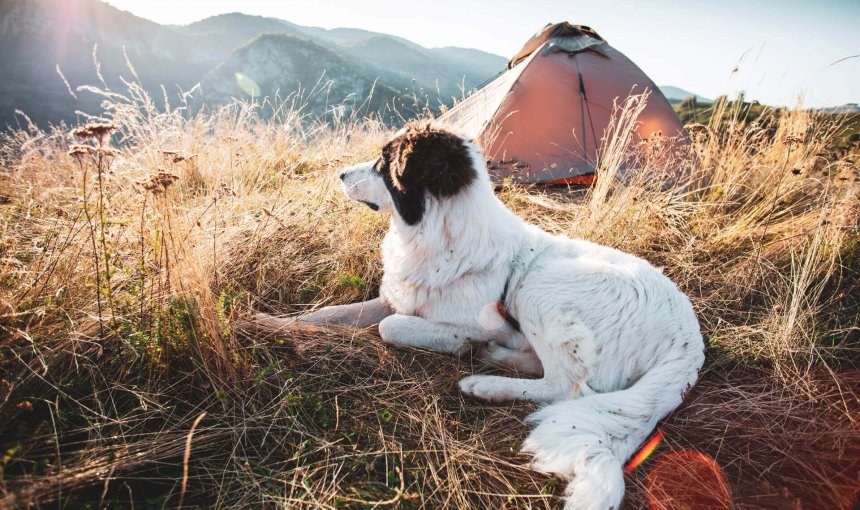 white dog sitting looking out over campsite outdoors with tent