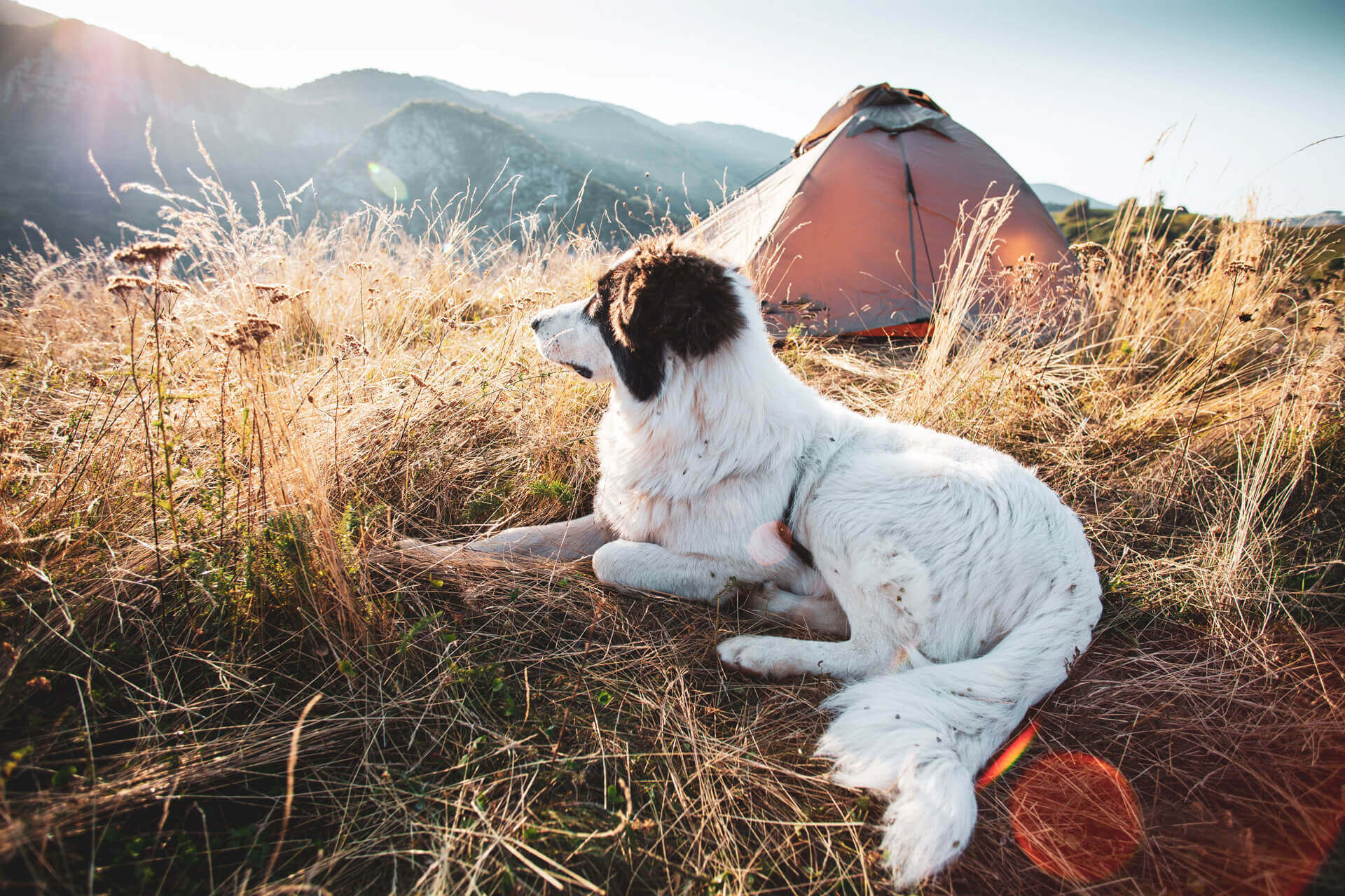 how do i take my dog camping