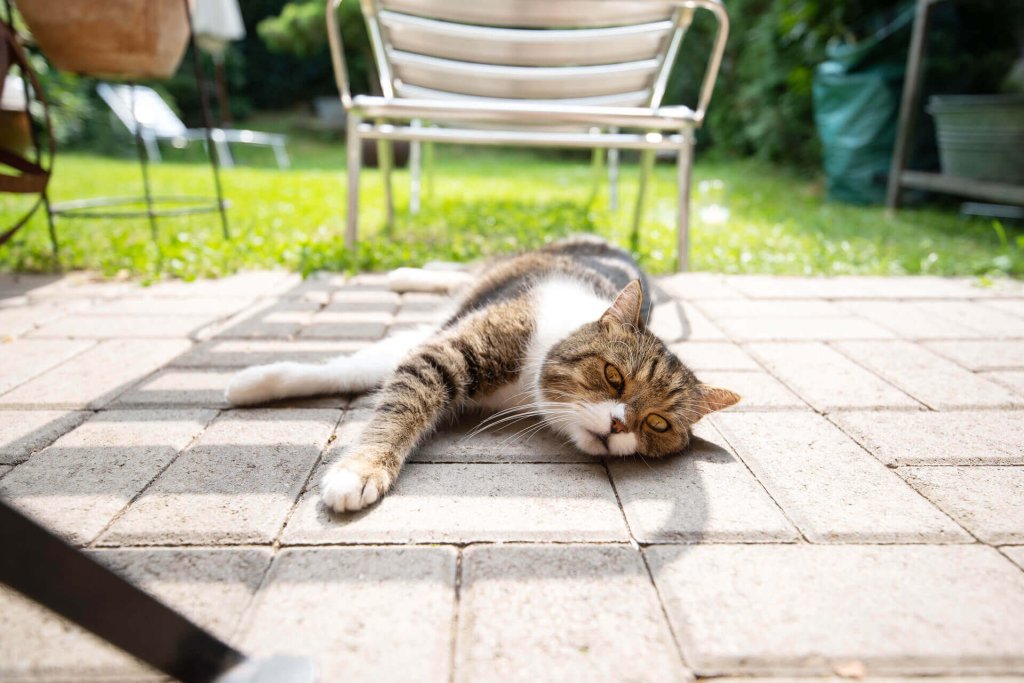 gatto steso du un pavimento di pietra all'aperto