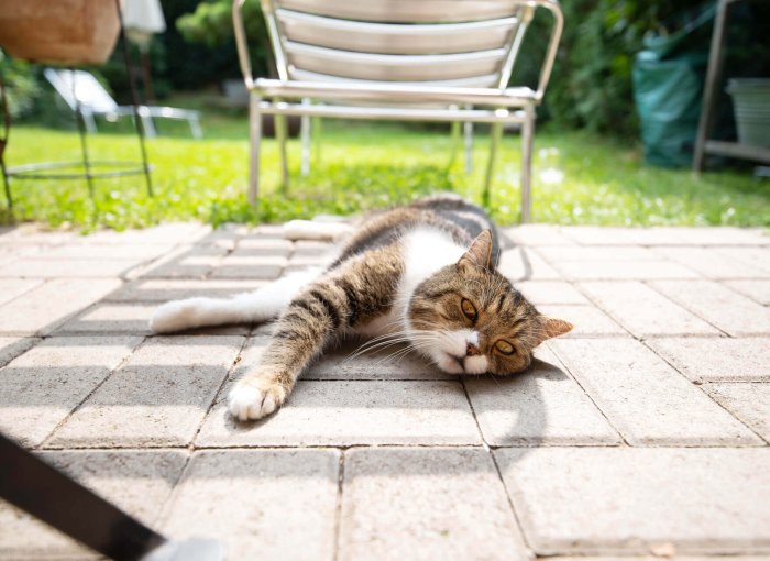 cat laying on stone patio outside
