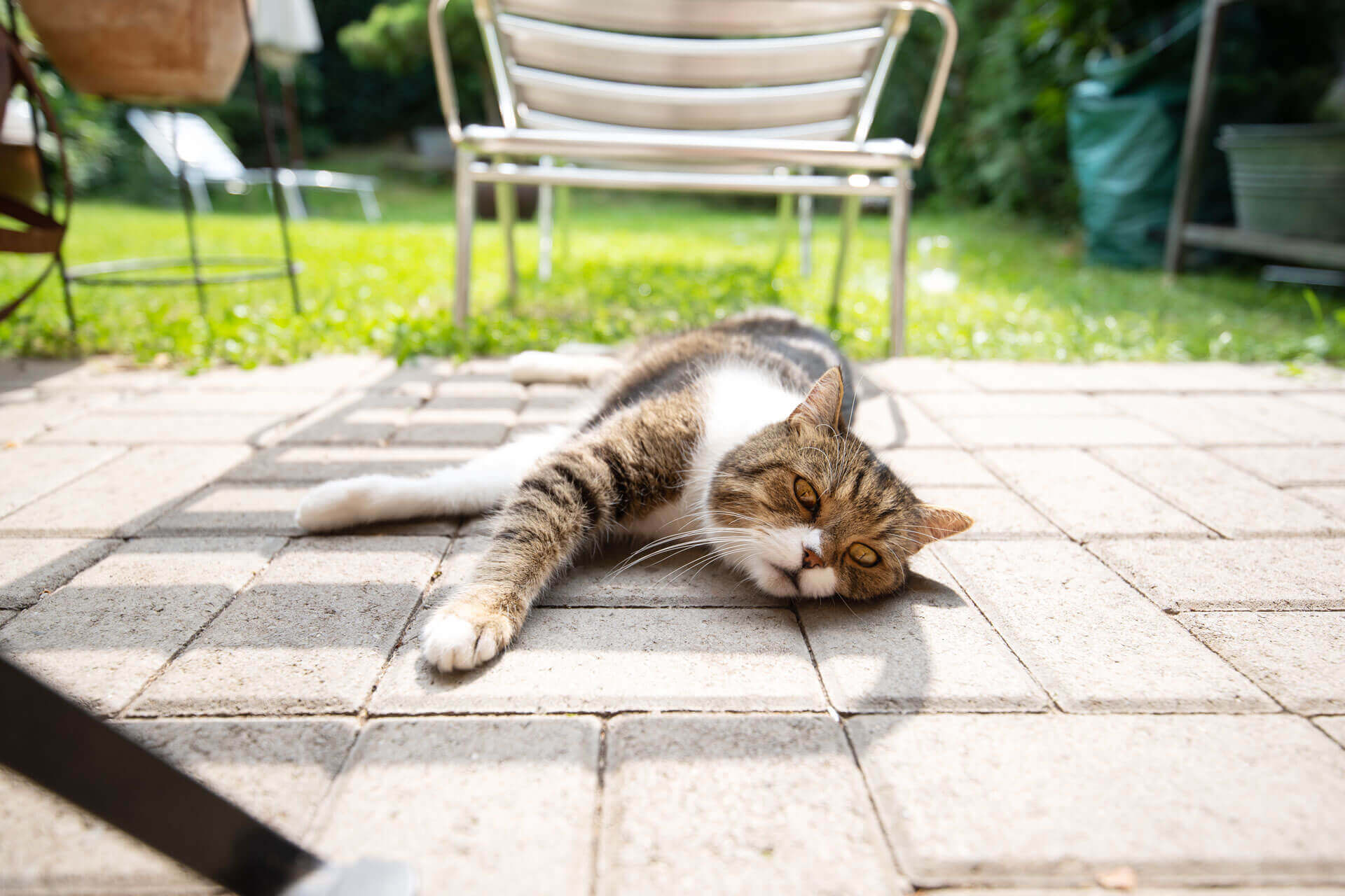 cat laying on stone patio outside