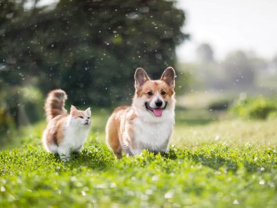 cat and dog in grassy field