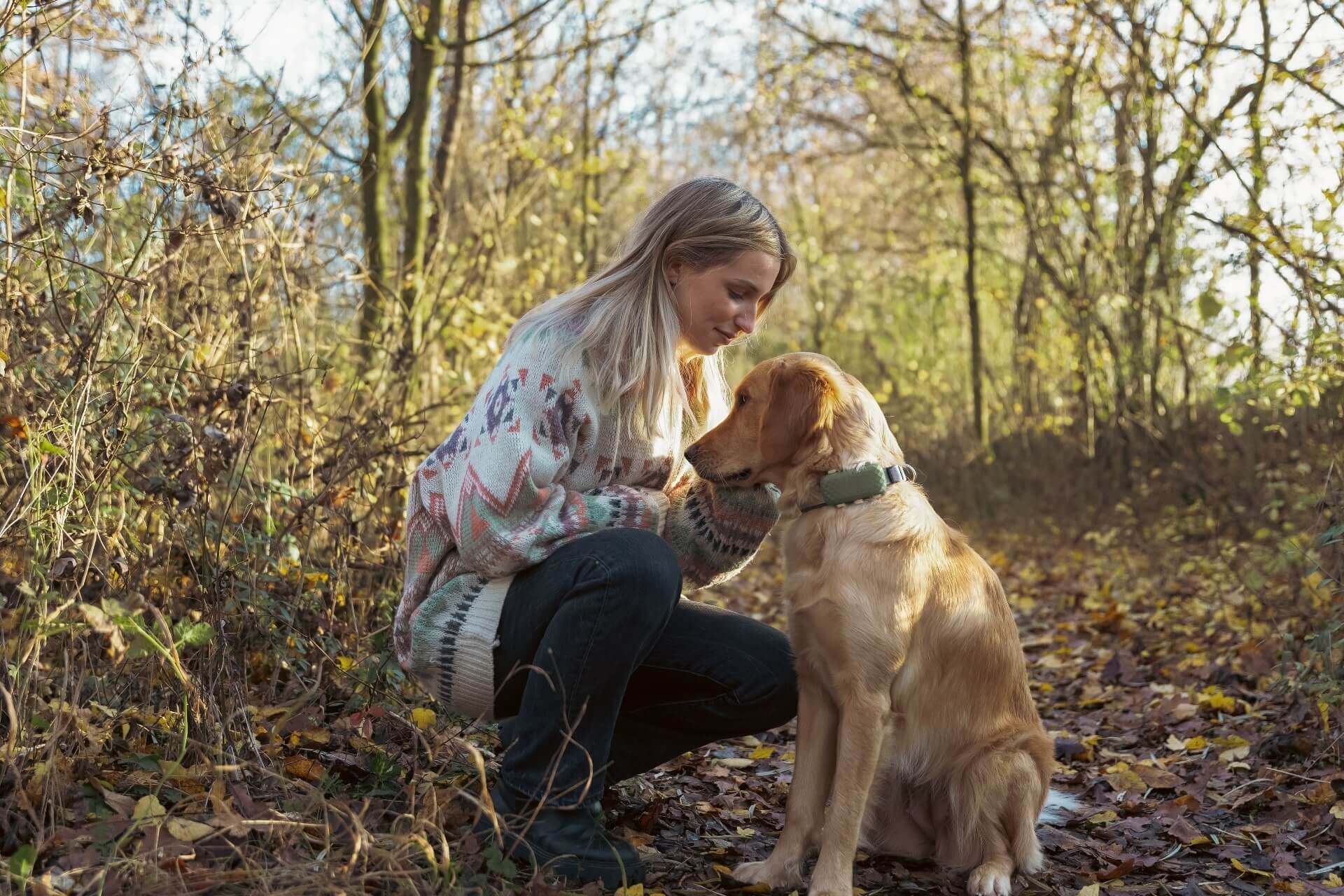 komt een weggelopen hond terug