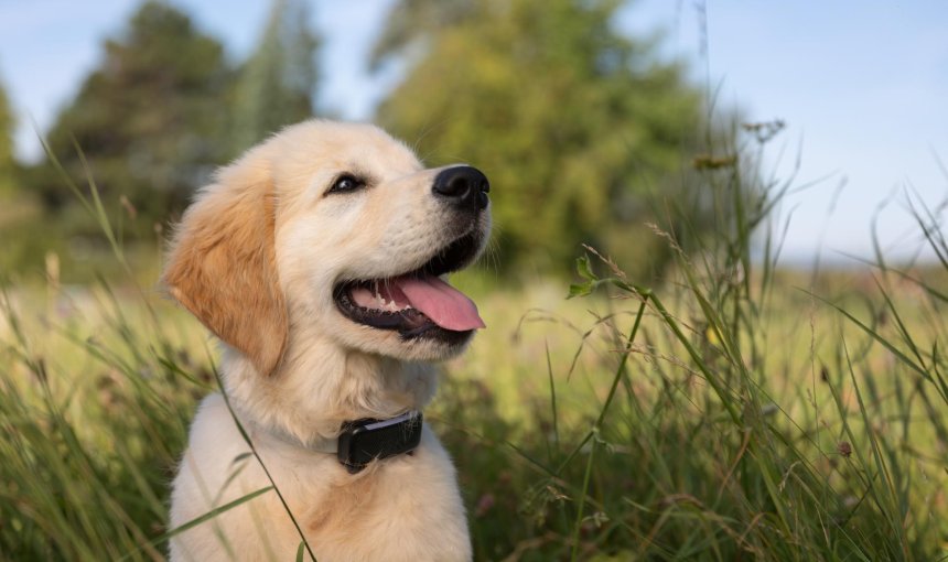 Chiot portant un traceur GPS