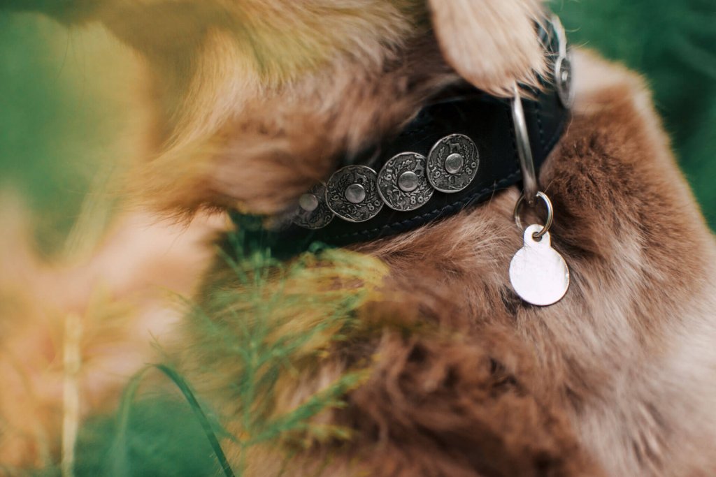 close up of a metal dog tag on a black leather dog collar on a brown dog