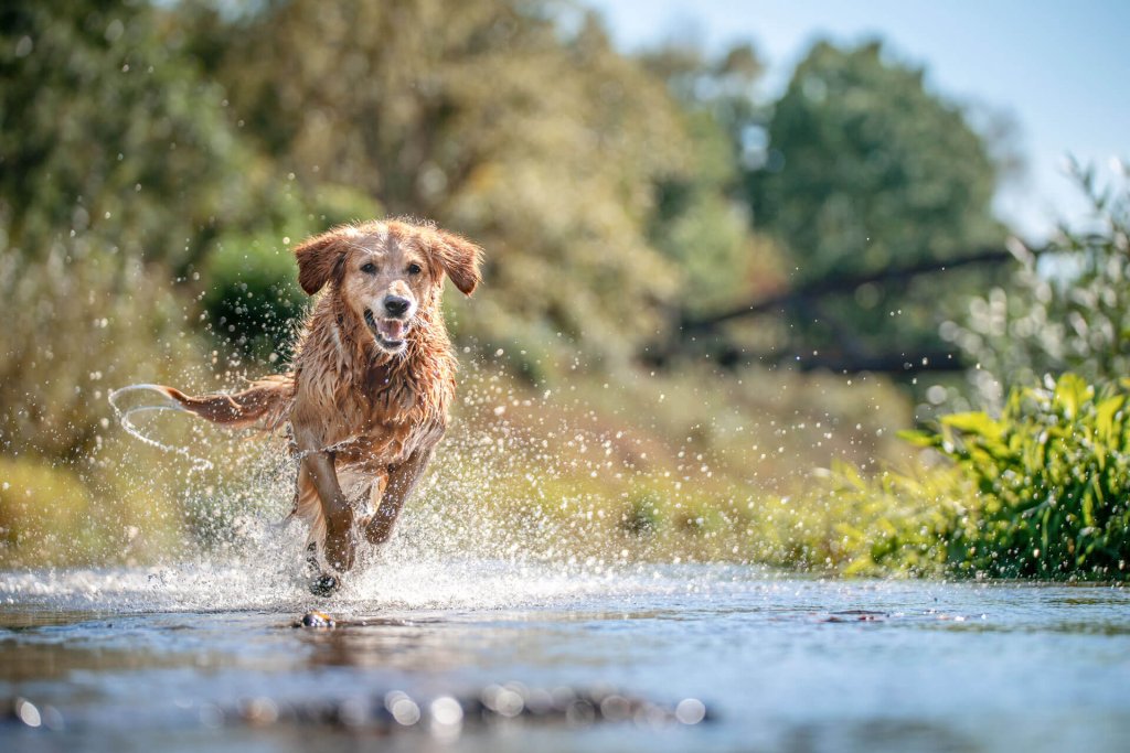 Brun hund som springer i vatten