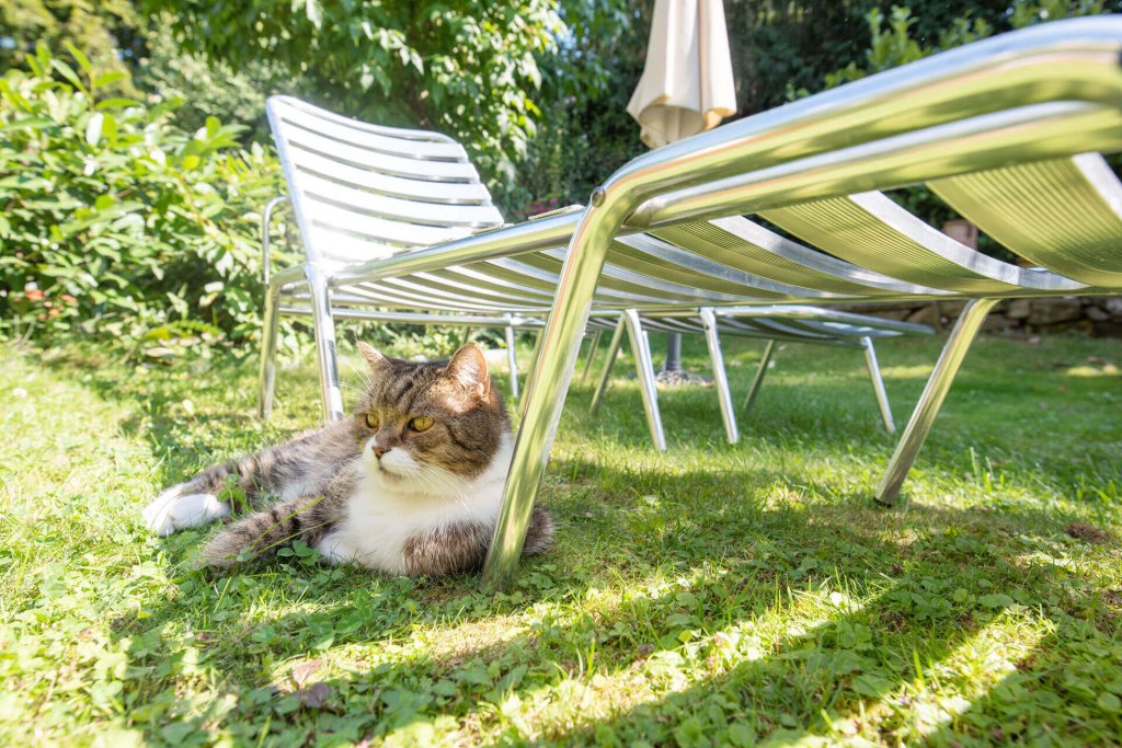 gatto steso sull'erba all'ombra di una sedia sdraio di metallo