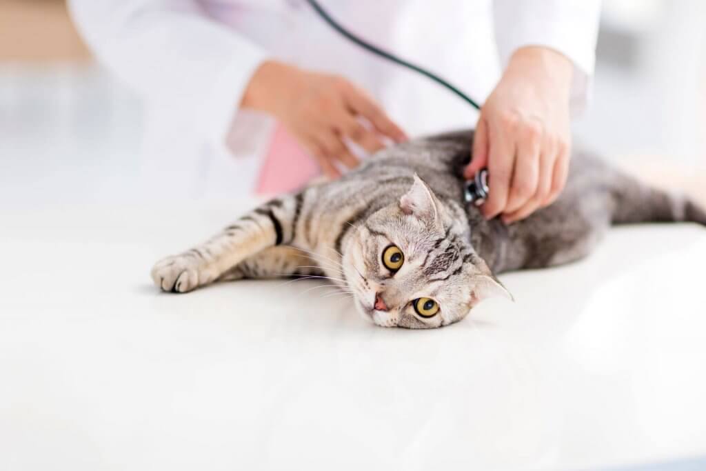 vet inspecting cat laying down