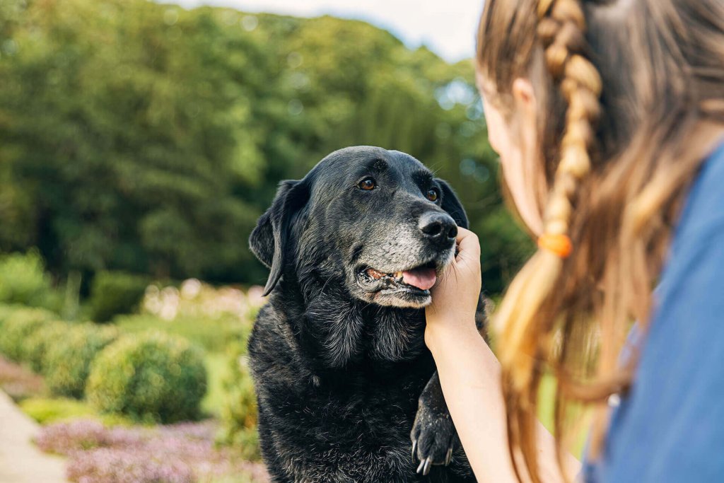 mujer acariciando a un perro anciano negro