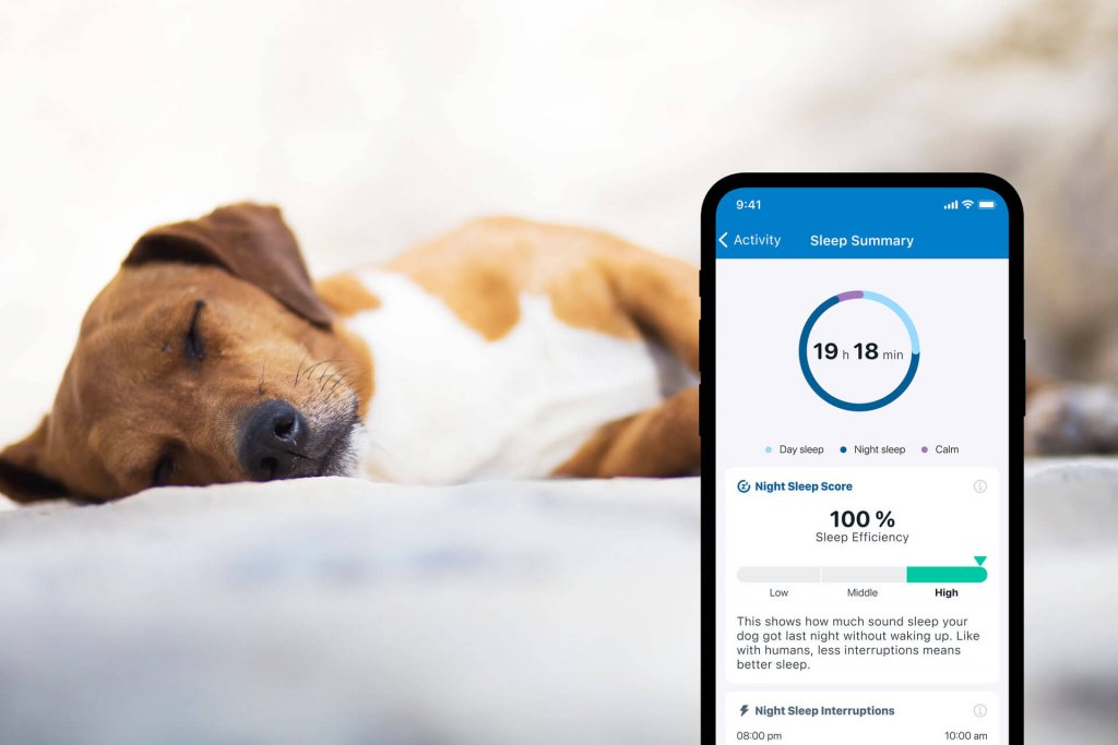 Perro que duerme al fondo con un pantallazo de la app del localizador GPS con monitor de actividad de Tractive