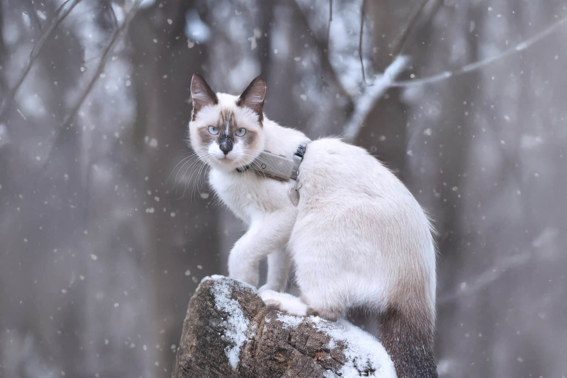 Chats en hiver : comment garder votre félin en bonne santé - Tractive, image size:1920x1280