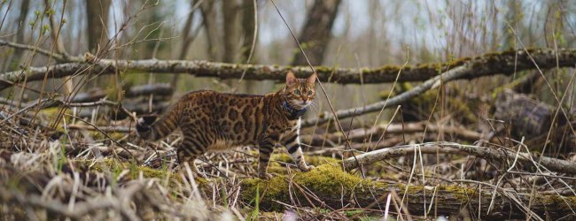 chat Bengal se promenant dehors dans une forêt
