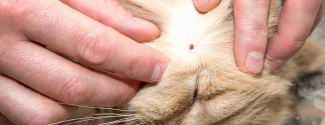 A man examining a tick on a cat's fur