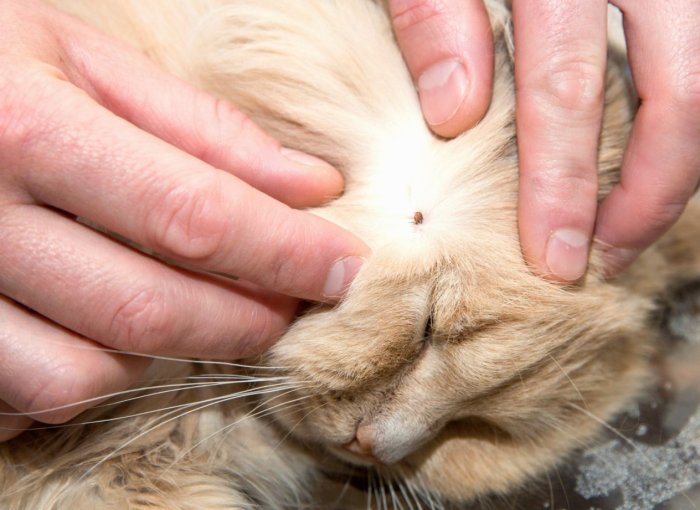 A man examining a tick on a cat's fur