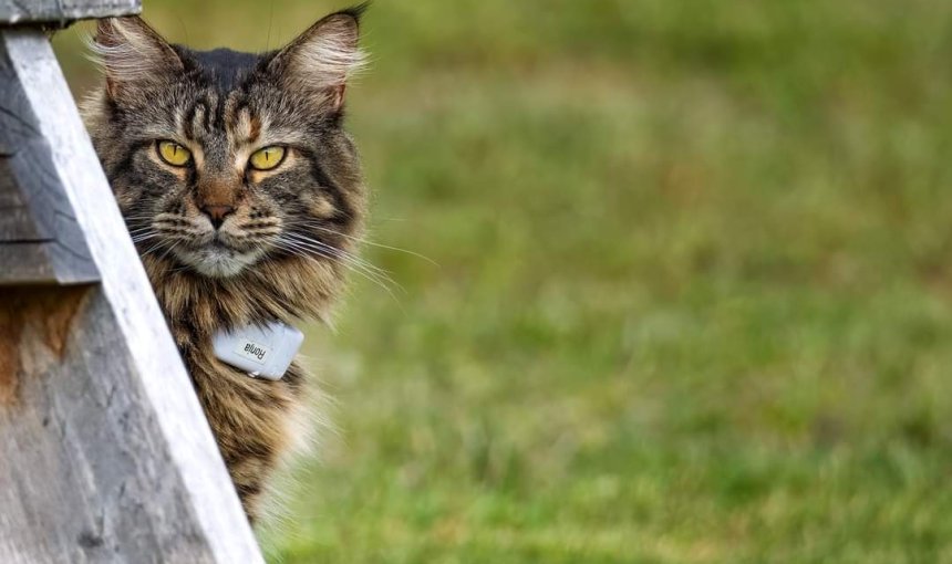 A cat wearing the Tractive GPS tracker