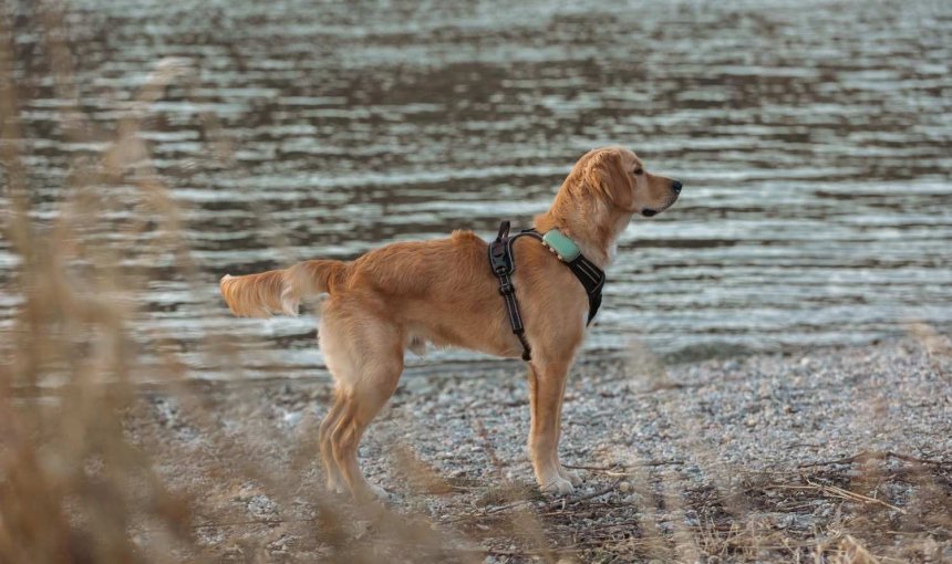 Een hond met een Tractive GPS & Health tracker
