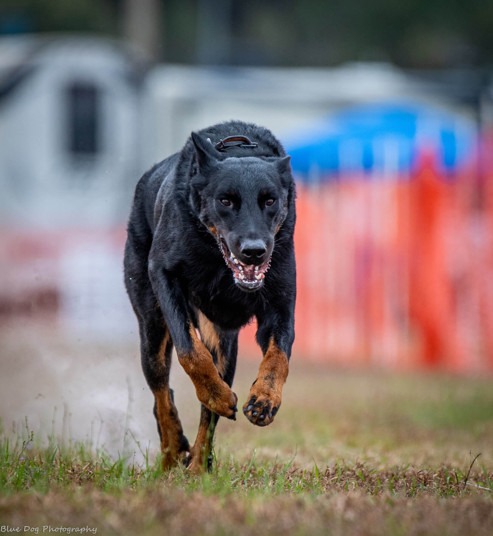 Rowan the dog running in a field