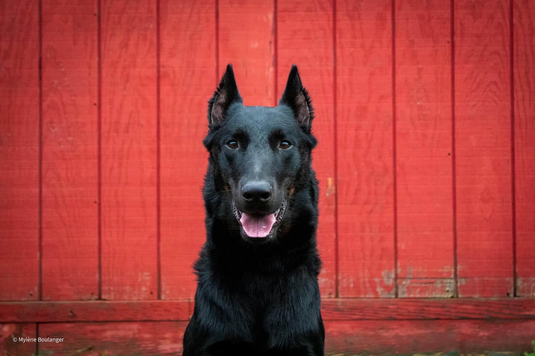 Rowan the dog sitting outside a red barn