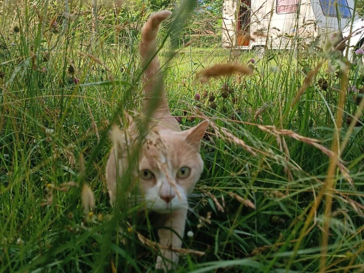 Chat roux dans les hautes herbes