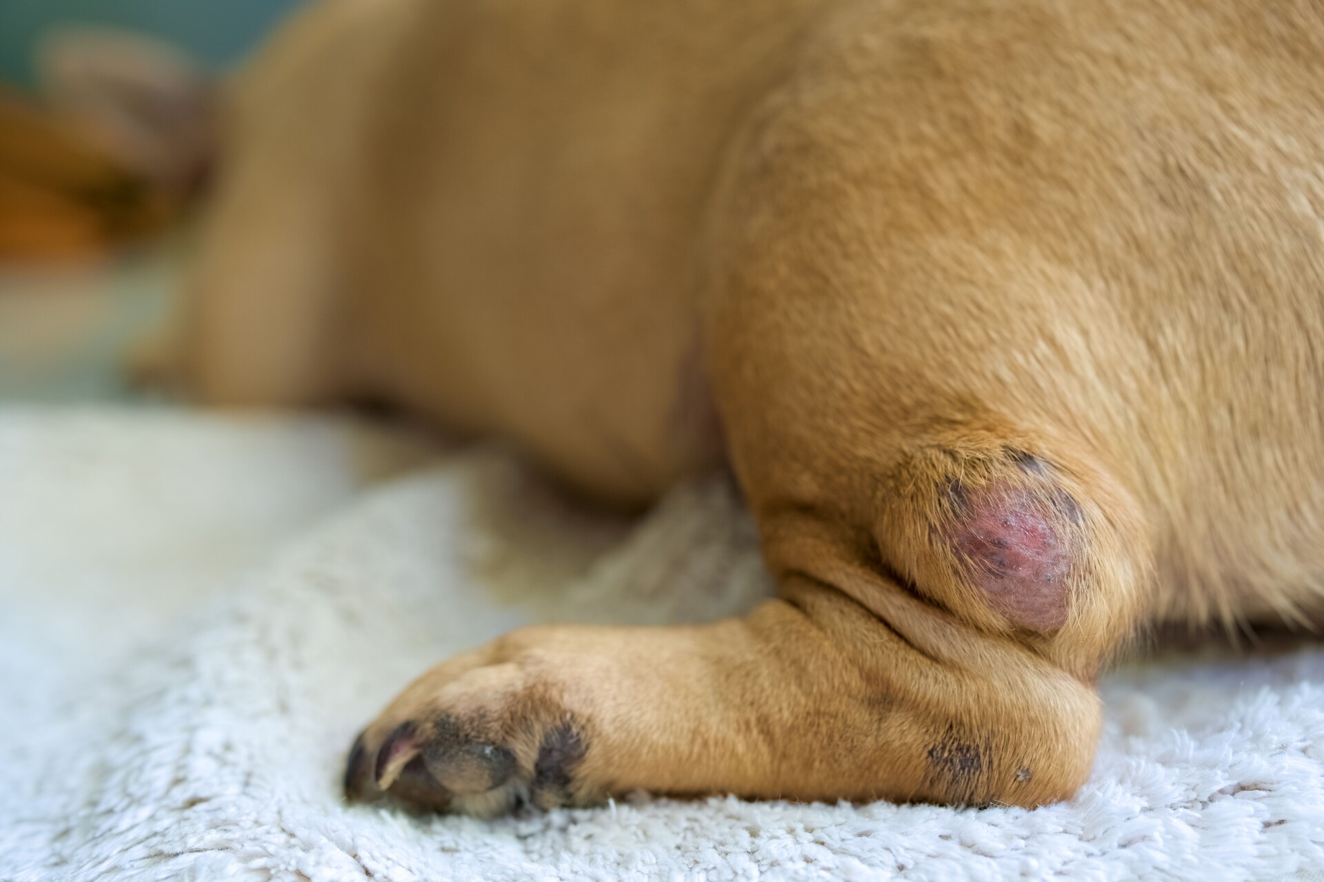 A lump on a dog's hind leg