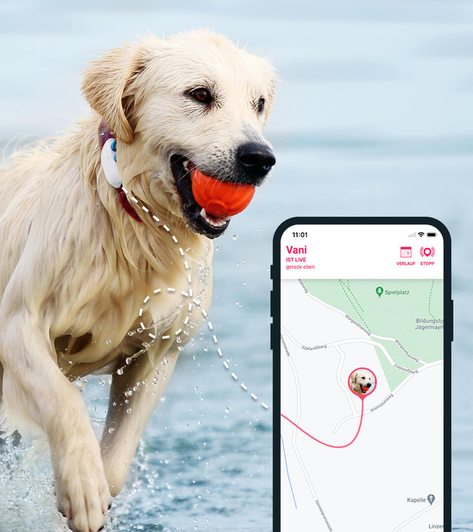 golden retriever dog in water wearing gps tracker with red ball / tractive app