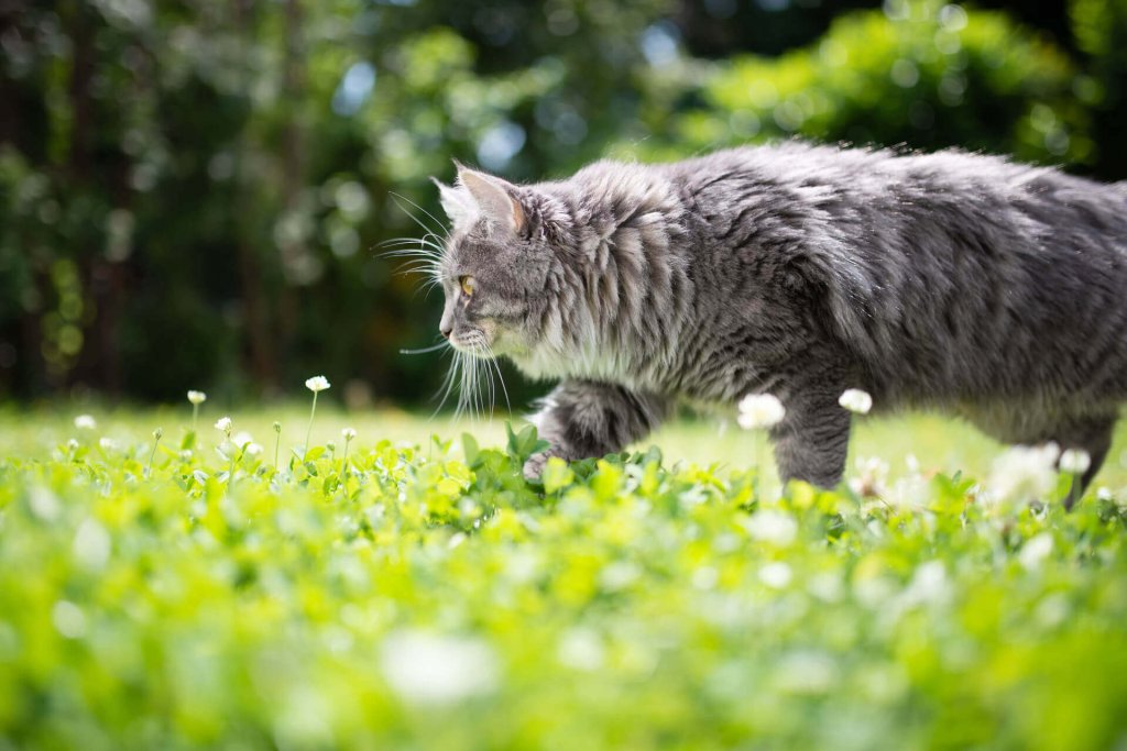 gray cat walking through grass