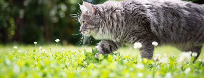 gray cat walking through grass