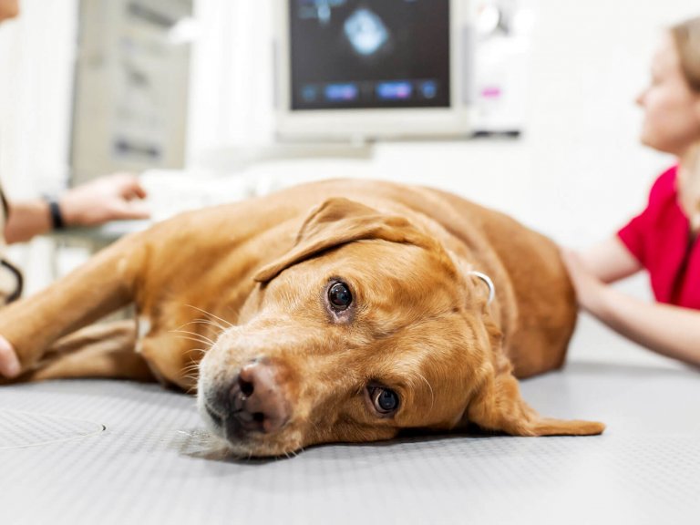 what causes melanoma in dogs