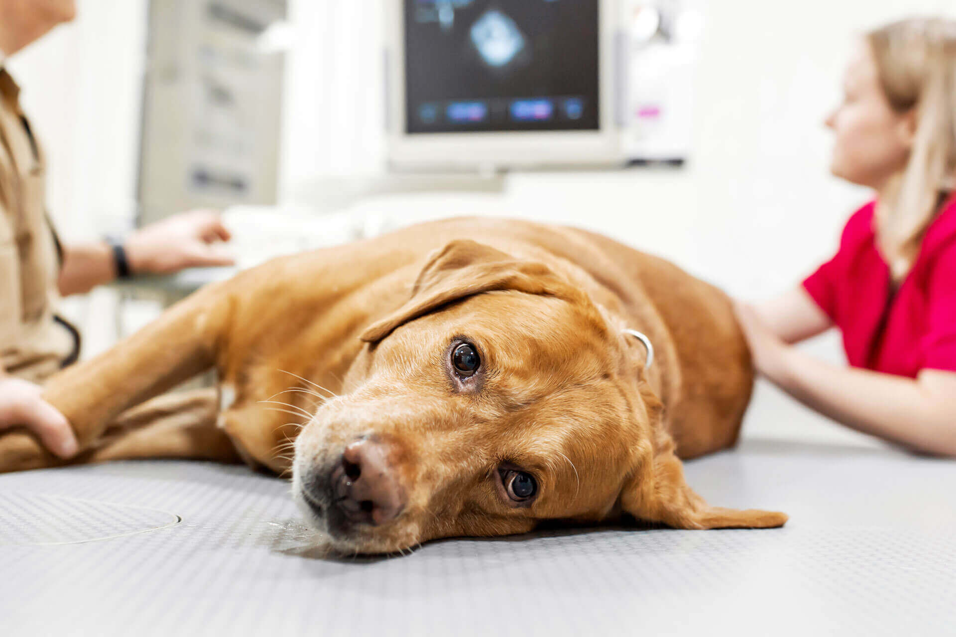 is cancer painful for dogs