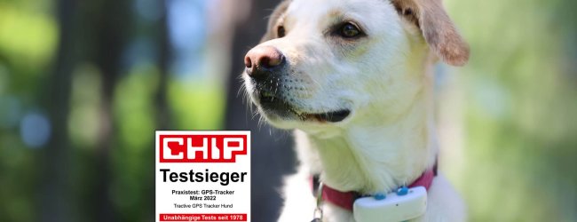 Weißbrauner Hund mit Halsband und Tractive GPS Tracker, CHIP-Testsiegel im Vordergrund