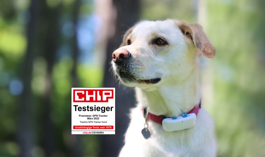 Weißbrauner Hund mit Halsband und Tractive GPS Tracker, CHIP-Testsiegel im Vordergrund