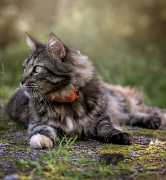 Kissa, jolla on Tractive GPS -paikannin, makoilee maassa