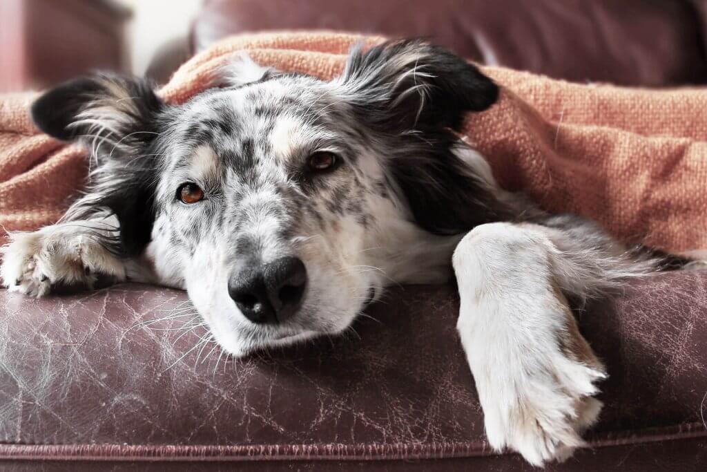 dog laying on the couch looking sick closeup