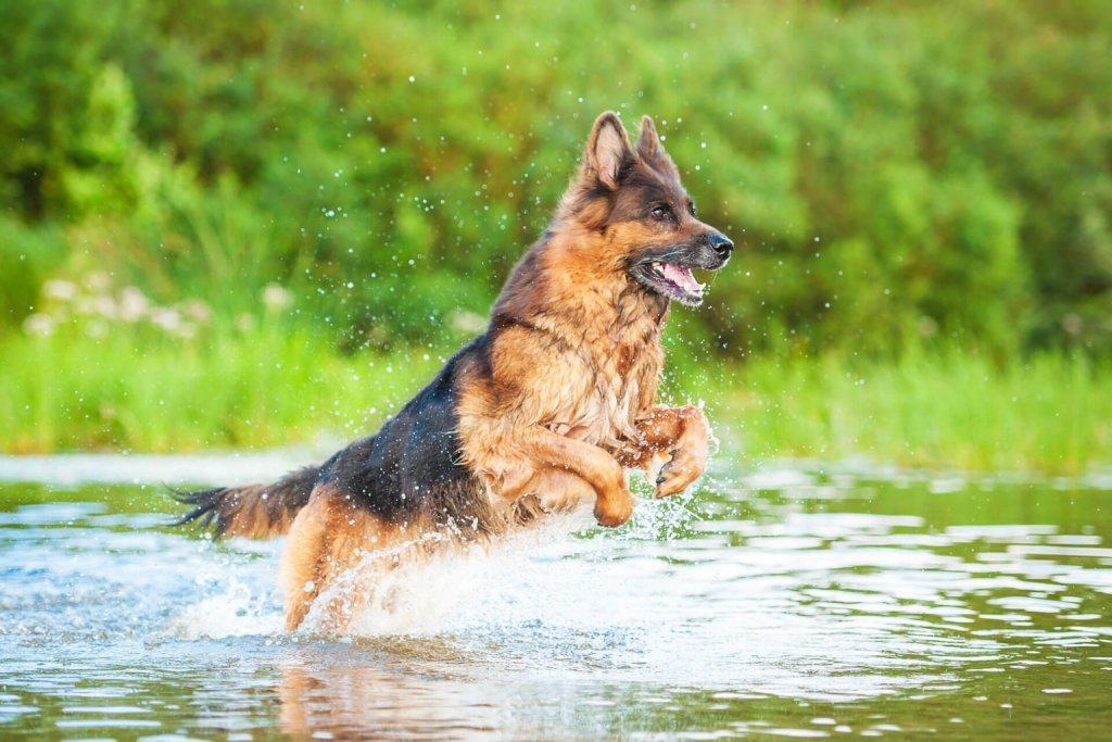 Schwarzbrauner Hund springt durch das Wasser