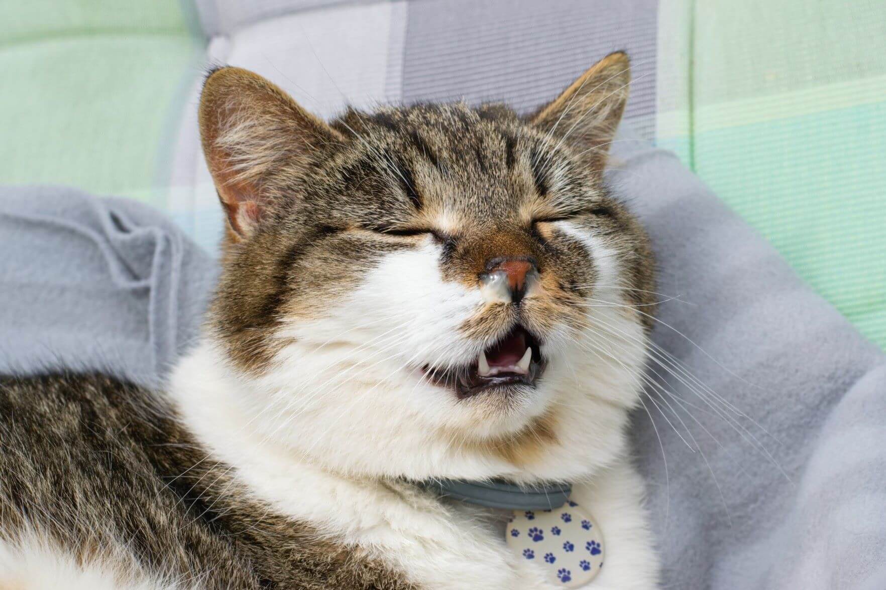 A sneezing cat sitting on a couch