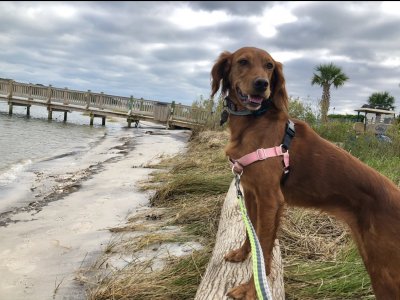 Irish Setter dog standing looking out over the beach