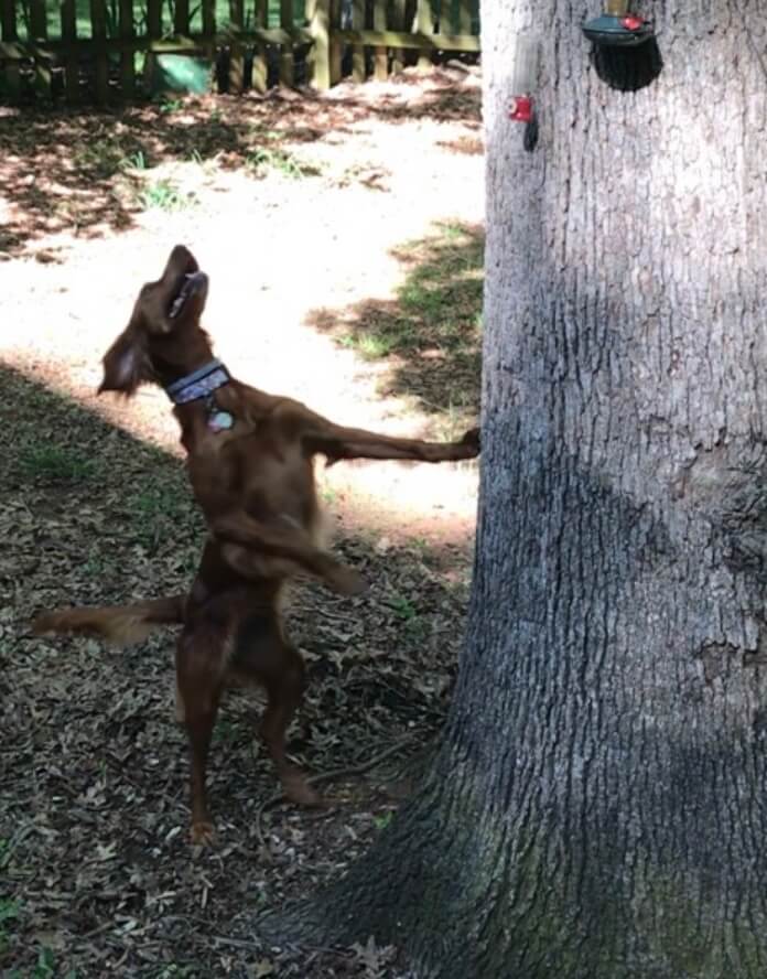 brown dog barking up a tree