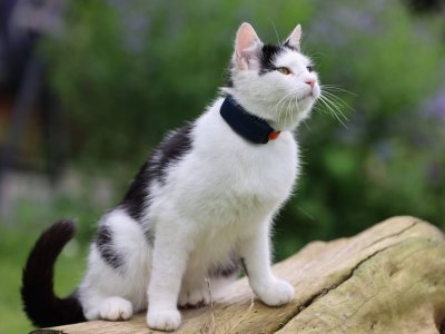 chat blanc et noir avec collier GPS