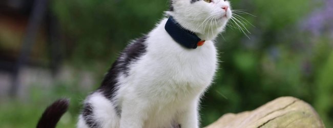 chat blanc et noir avec collier GPS