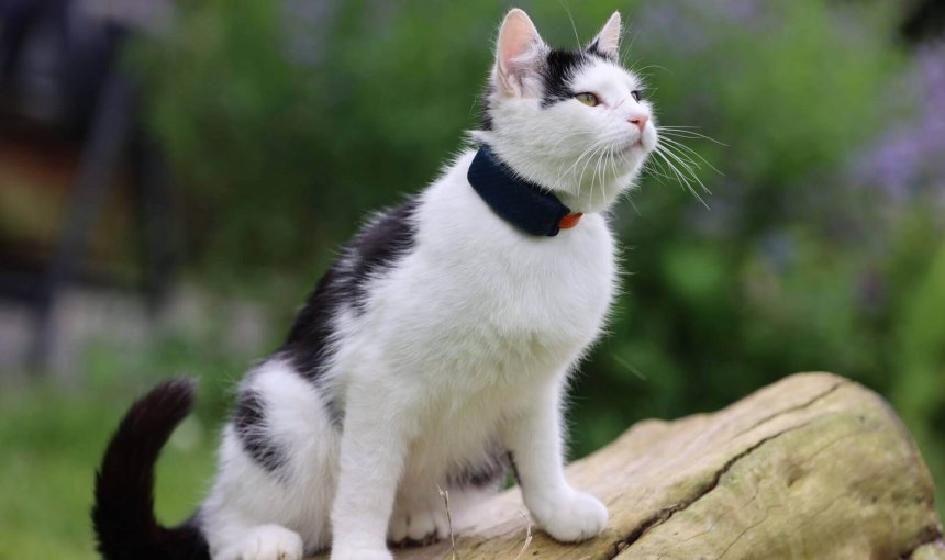 chat blanc et noir avec collier GPS
